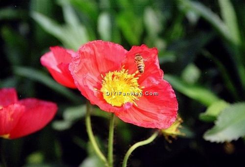 共青森林公園圖片