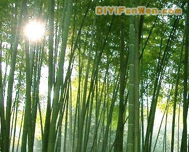 五峰山森林公園圖片