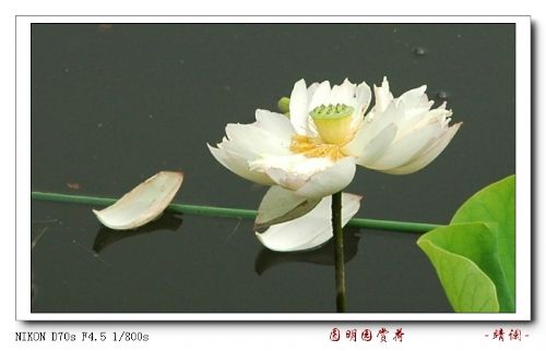 圓明園荷花節賞荷圖片