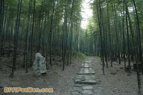 南山竹海度假區圖片