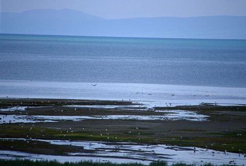 鳥島圖片