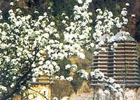 銀山塔林風景區圖片