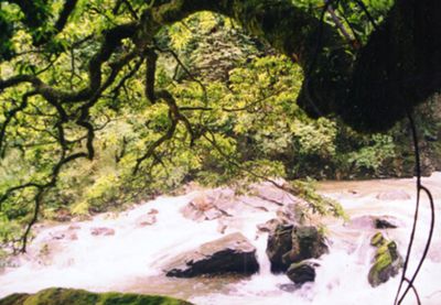 茂蘭國家級自然保護區圖片