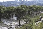深滬灣海底森林圖片