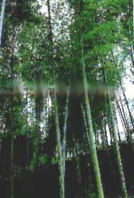 石壁森林遊樂區圖片