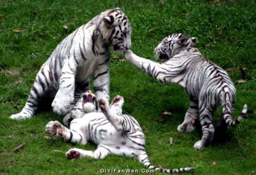 野生動物園圖片