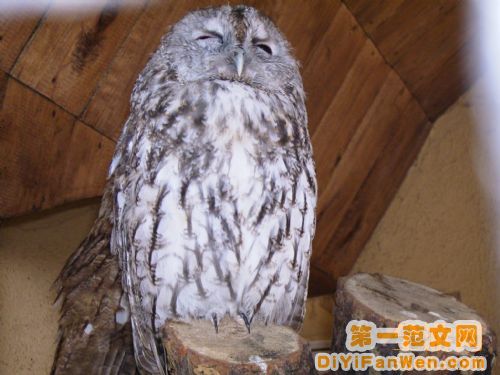 莫斯科動物園圖片