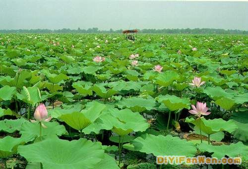 洞庭湖圖片