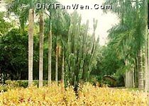 熱作兩院植物園圖片