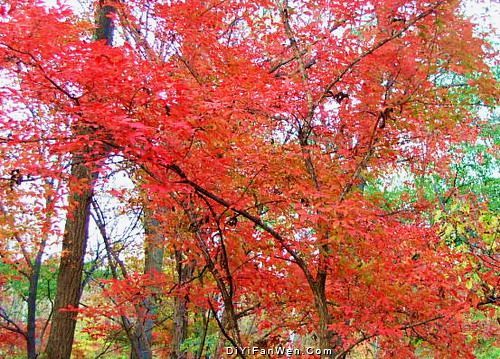 吉林蛟河紅葉谷圖片