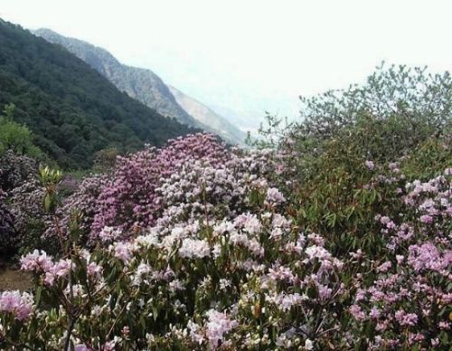 四川龍肘山圖片