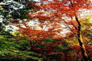 天平山圖片