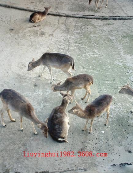 重慶動物園圖片