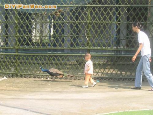 蘇州東園—動物園圖片