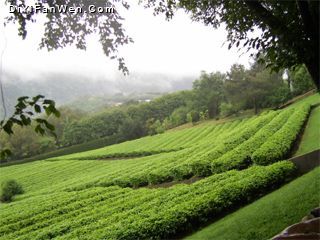 雁南飛茶田度假區圖片