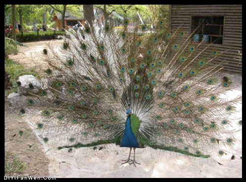 上海動物園圖片