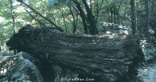 索溪峪自然保護區風景圖片