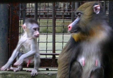 紅山森林動物園圖片