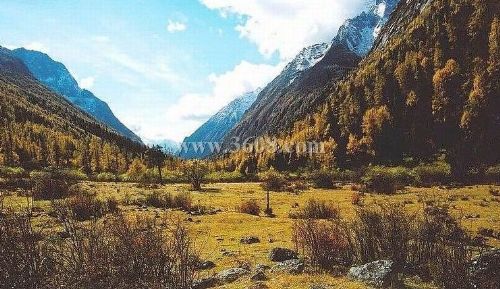 四川米亞羅風景區圖片