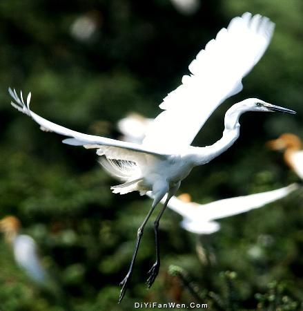 鄱陽湖候鳥保護區圖片
