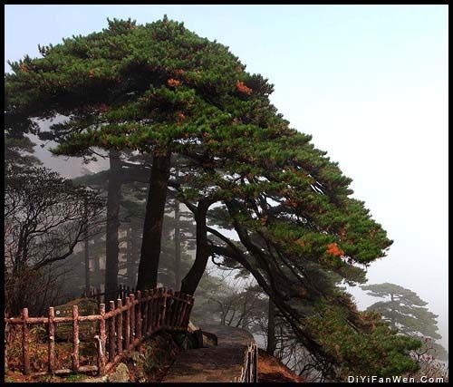 黃山十松圖片