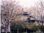 珞珈山櫻花