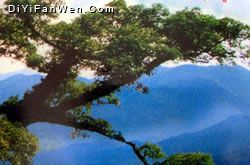 黎母山森林公園圖片
