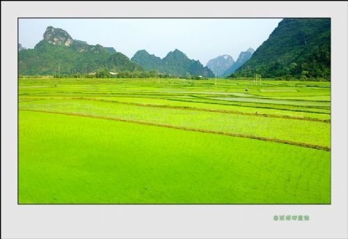 廣西掠影德天瀑布踏春行圖片