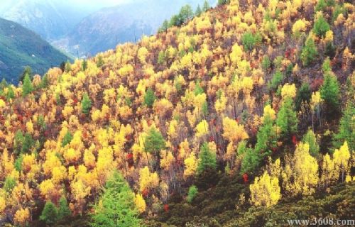四川稻城俄初山醉人秋色圖片