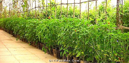 涿州市潤生生態園圖片
