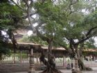福建開元寺