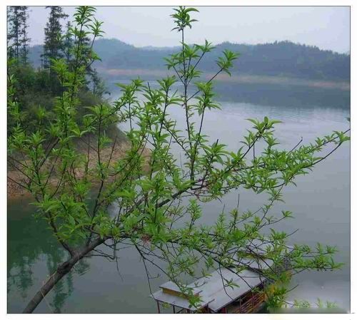 湖南花岩溪圖片