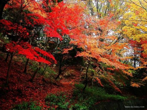 北京香山火紅楓葉圖片