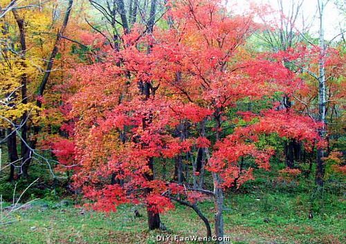 吉林蛟河紅葉谷圖片