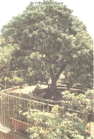 千年荔枝樹宋家香圖片