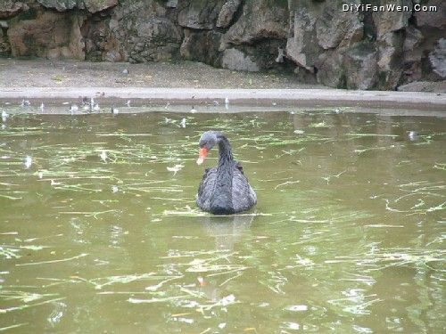上海動物園圖片