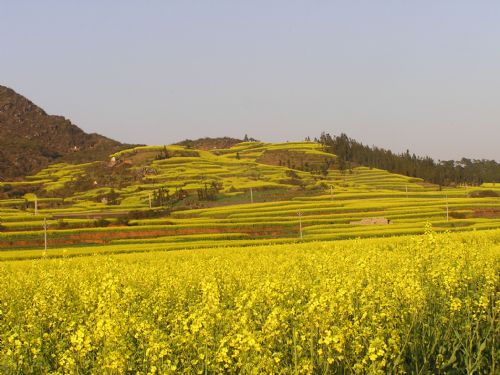 雲南羅平油菜花圖片