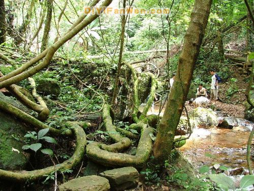大桂山國家森林公園圖片