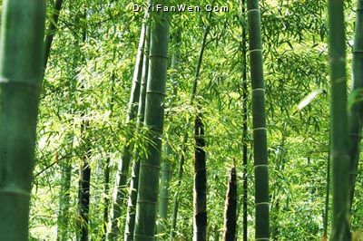 日照竹洞天圖片