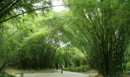 福州國家森林公園圖片