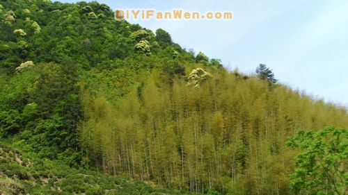 黃山猴谷圖片