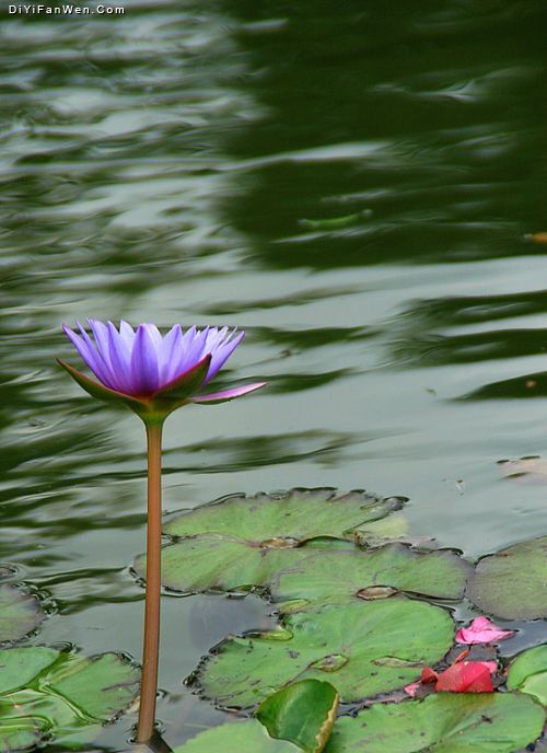 洛帶古鎮圖片