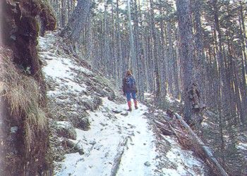 大雪山森林遊樂區圖片