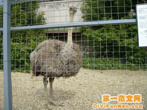 莫斯科動物園圖片