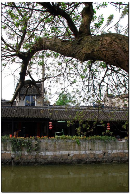 上海楓涇圖片