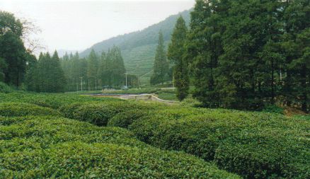 梅家塢圖片