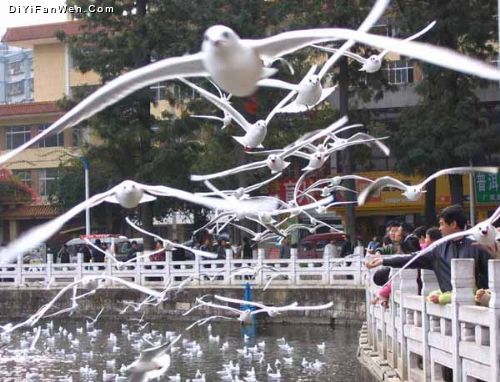 行走江湖昆明掠影圖片