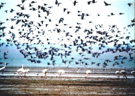 鄱陽湖候鳥保護區圖片