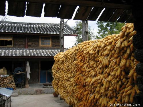 束河古鎮圖片