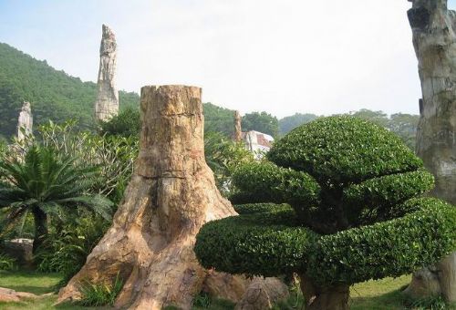 廣東仙湖植物園圖片